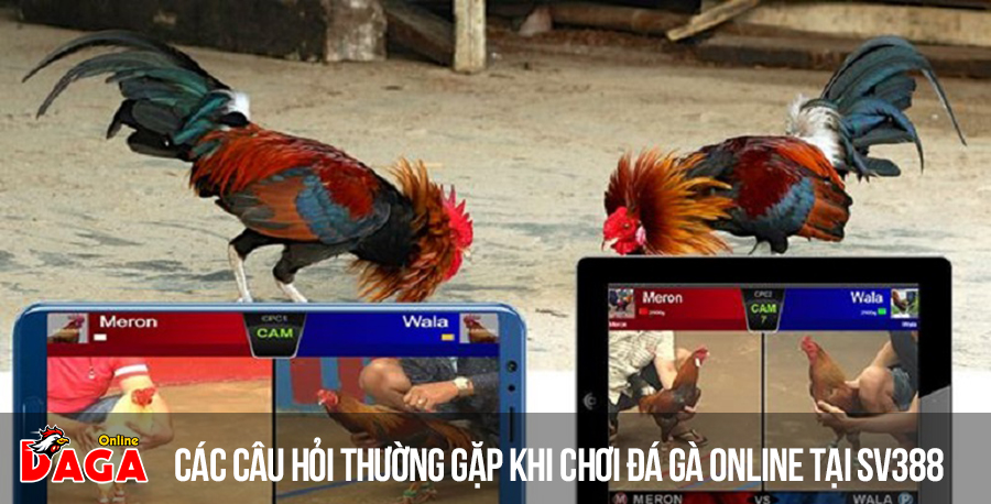 Các câu hỏi thường gặp khi chơi đá gà online tại Sv388