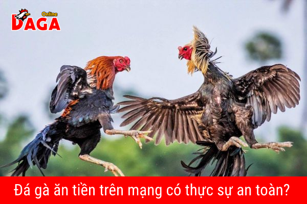 Đá gà ăn tiền trên mạng có thực sự an toàn?