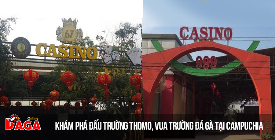 Bồ gà Casino 999 và bồ gà Casino 67