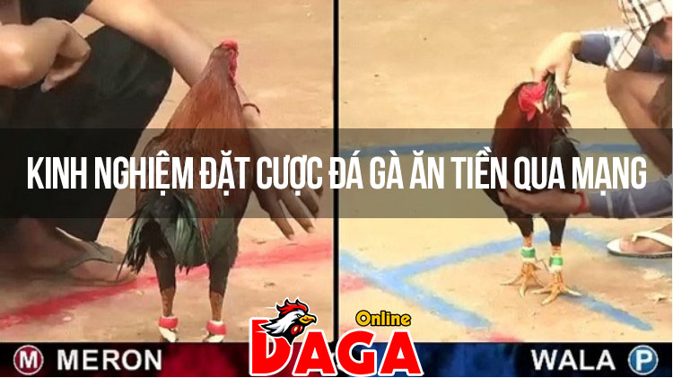 Kinh nghiệm đặt cược đá gà ăn tiền qua mạng