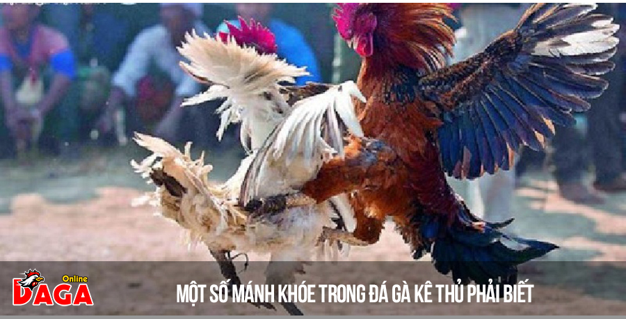 Một số mánh khóe trong đá gà kê thủ phải biết