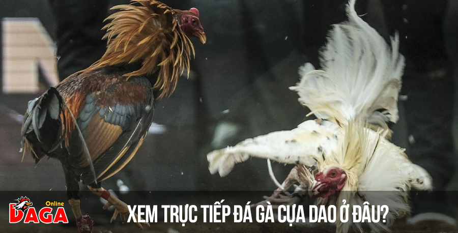 Xem trực tiếp đá gà cựa dao ở đâu?