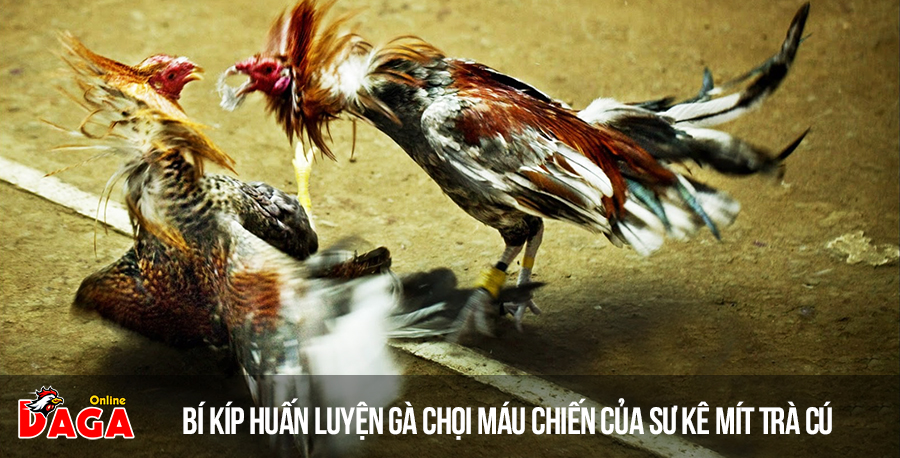 Bí kíp huấn luyện gà chọi máu chiến của sư kê Mít Trà Cú