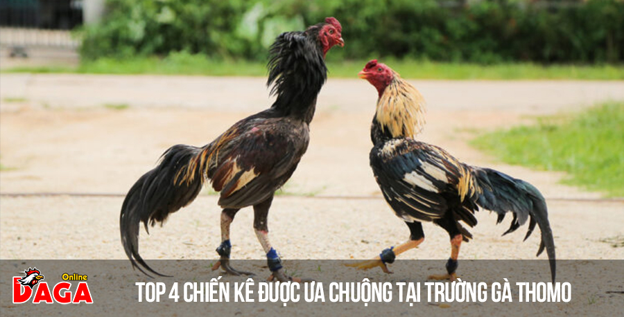 Top 4 chiến kê được ưa chuộng tại trường gà Thomo