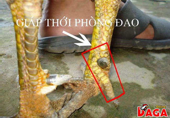 Giáp thới phòng đao