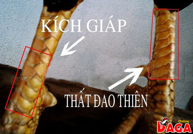 Vảy Kích giáp & Thất đao thiên