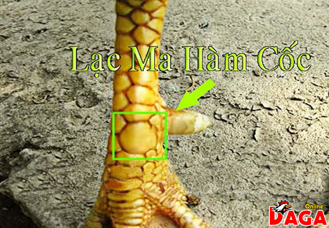 Vảy Lạc ma hàm cốc