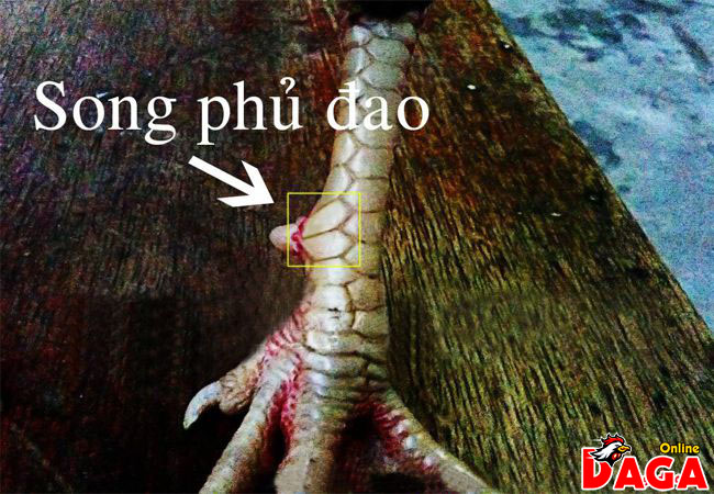 Vảy Song phủ đao