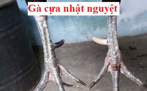 Gà Cựa Nhật Nguyệt và đặc điểm nhận dạng