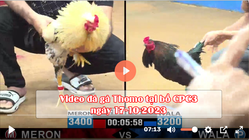 Video đá gà Thomo tại bồ CPC3 ngày 17-10-2023