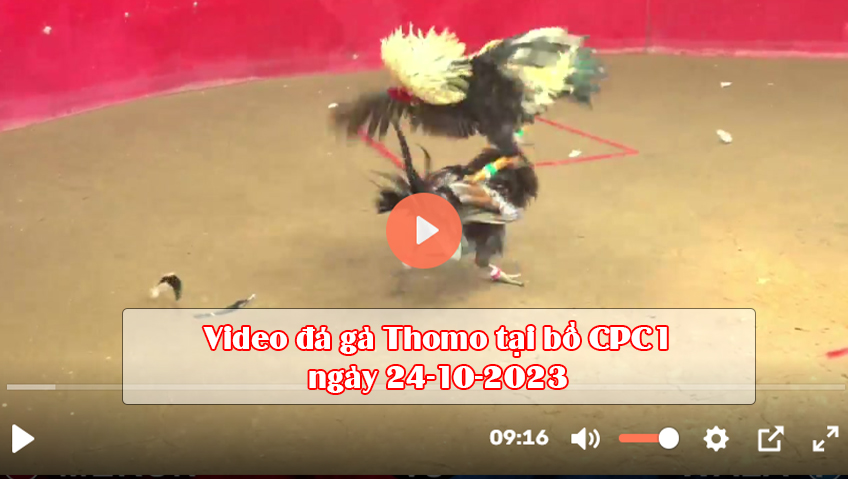 Video đá gà Thomo tại bồ CPC1 ngày 24-10-2023