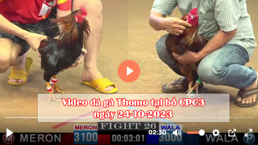 Video đá gà Thomo tại bồ CPC3 ngày 24-10-2023