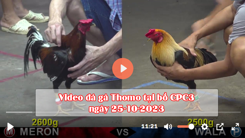 Video đá gà Thomo tại bồ CPC3 ngày 25-10-2023