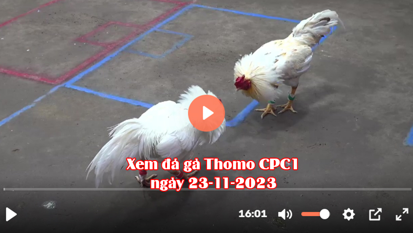 Xem đá gà Thomo CPC1 ngày 23-11-2023