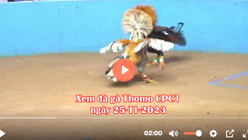 Xem đá gà Thomo CPC1 ngày 25-11-2023