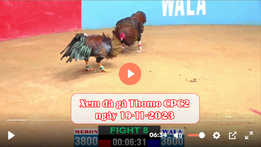 Xem đá gà Thomo CPC2 ngày 19-11-2023