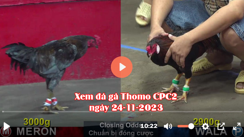 Xem đá gà Thomo CPC2 ngày 24-11-2023