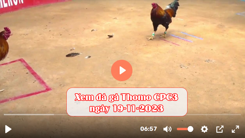 Xem đá gà Thomo CPC3 ngày 19-11-2023