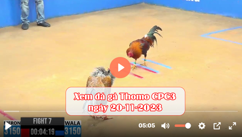 Xem đá gà Thomo CPC3 ngày 20-11-2023