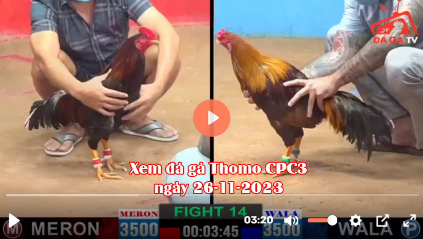 Xem đá gà Thomo CPC3 ngày 26-11-2023