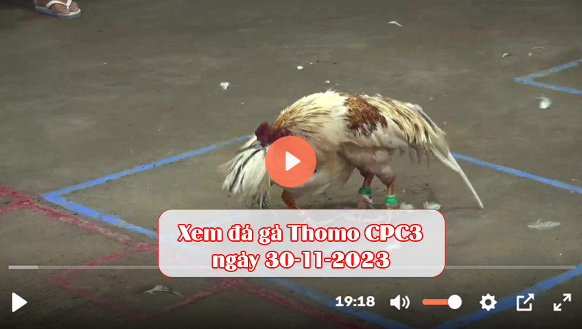 Xem đá gà Thomo CPC3 ngày 30-11-2023