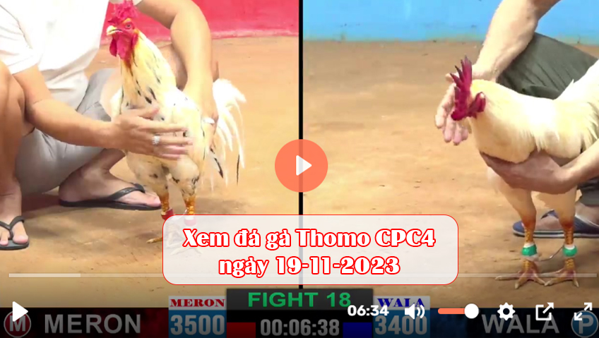 Xem đá gà Thomo CPC4 ngày 19-11-2023