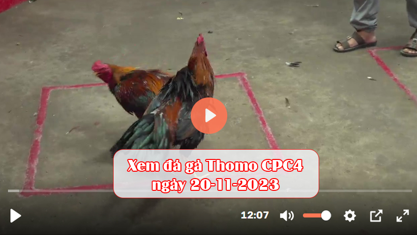 Xem đá gà Thomo CPC4 ngày 20-11-2023