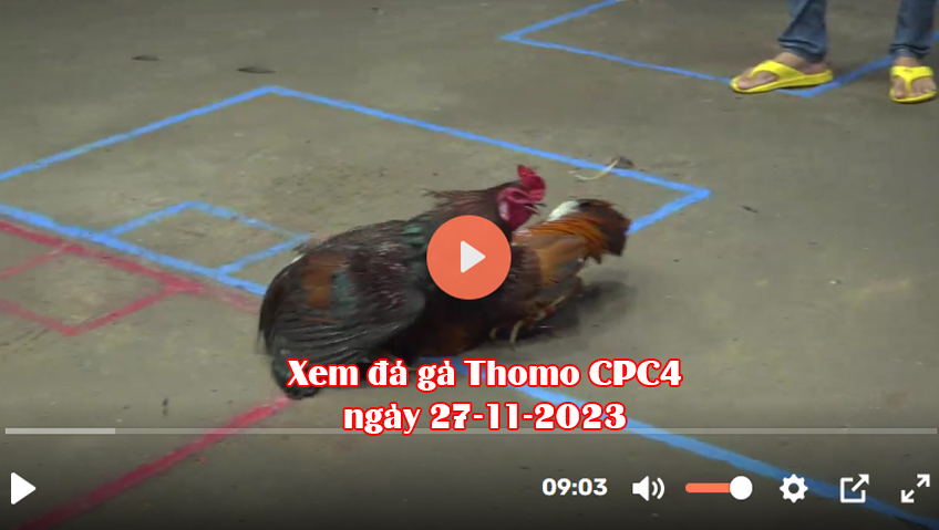 Xem đá gà Thomo CPC4 ngày 27-11-2023