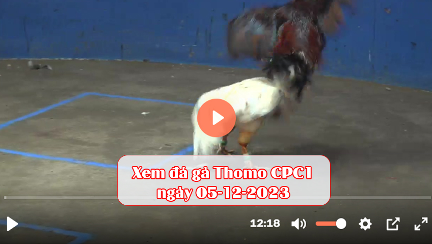 Xem đá gà Thomo CPC1 ngày 05-12-2023