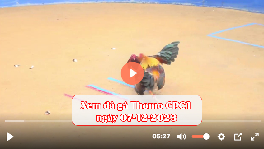 Xem đá gà Thomo CPC1 ngày 07-12-2023