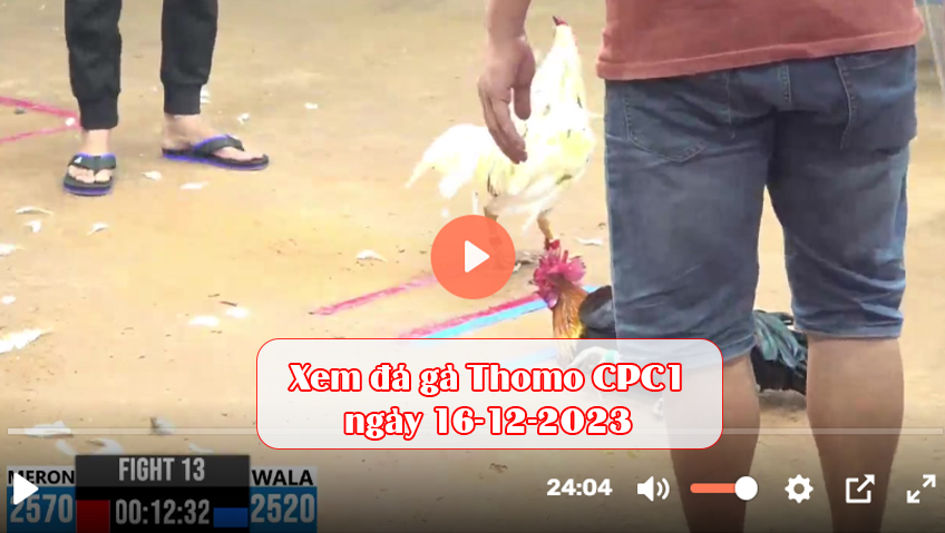 Xem đá gà Thomo CPC1 ngày 16-12-2023