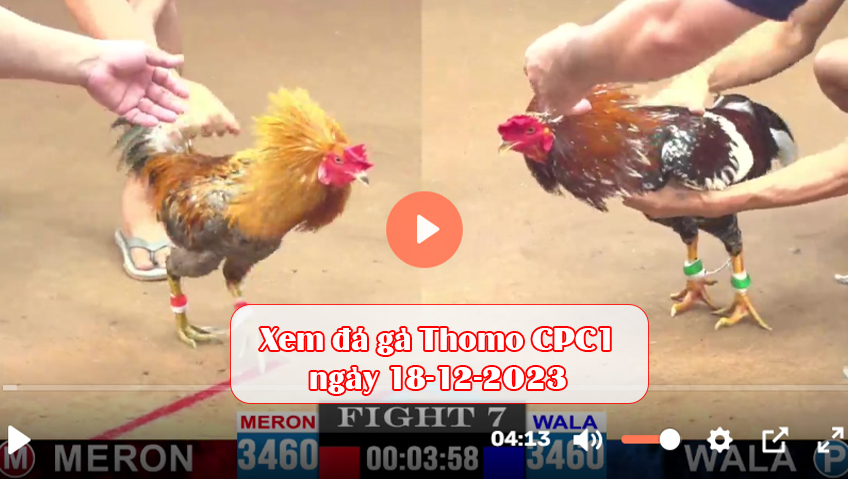 Xem đá gà Thomo CPC1 ngày 18-12-2023