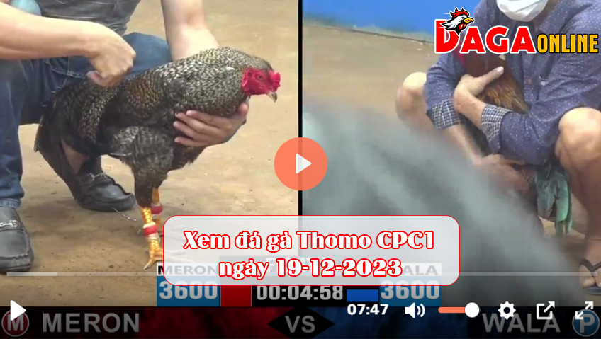 Xem đá gà Thomo CPC1 ngày 19-12-2023