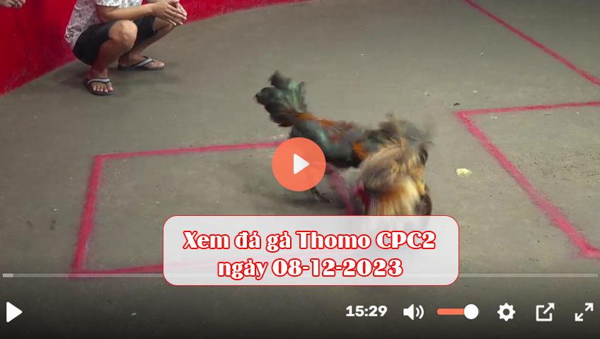 Xem đá gà Thomo CPC2 ngày 08-12-2023