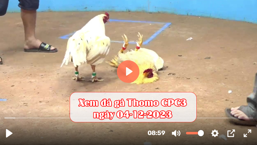 Xem đá gà Thomo CPC3 ngày 04-12-2023