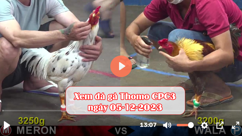 Xem đá gà Thomo CPC3 ngày 05-12-2023