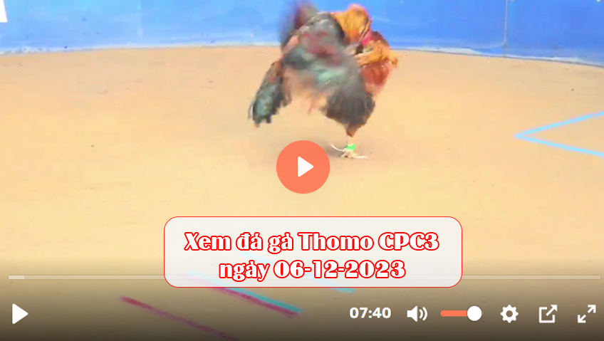 Xem đá gà Thomo CPC3 ngày 06-12-2023