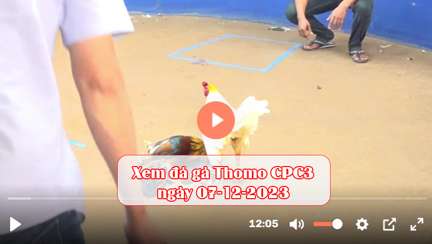 Xem đá gà Thomo CPC3 ngày 07-12-2023