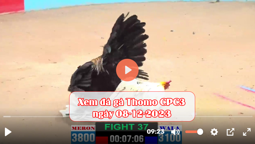 Xem đá gà Thomo CPC3 ngày 08-12-2023