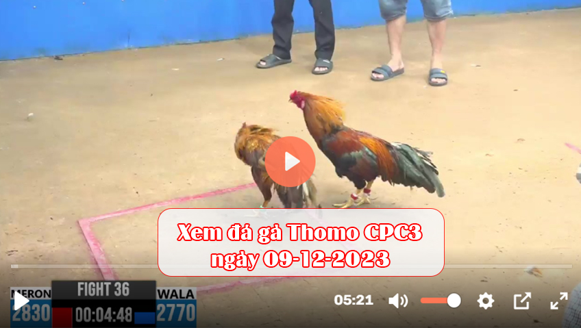 Xem đá gà Thomo CPC3 ngày 09-12-2023