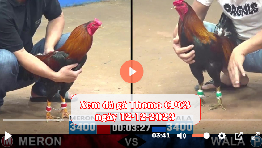 Xem đá gà Thomo CPC3 ngày 12-12-2023