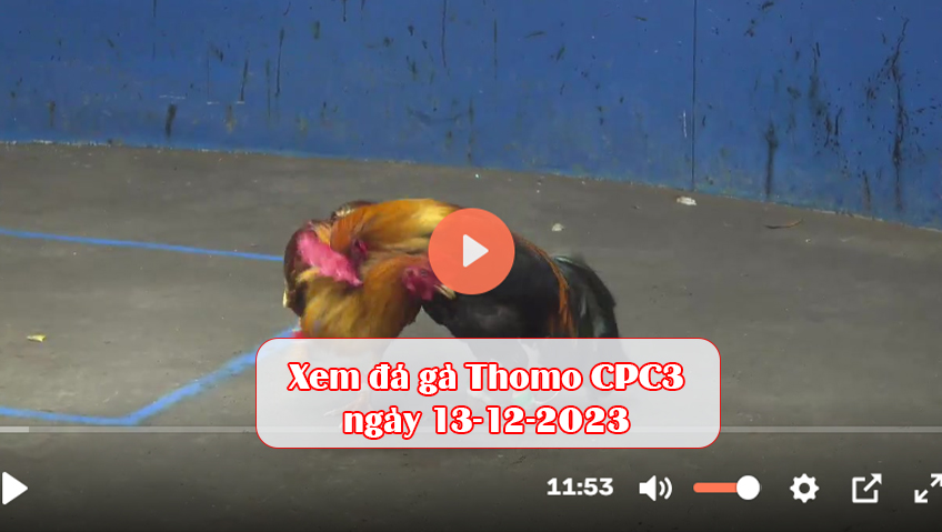 Xem đá gà Thomo CPC3 ngày 13-12-2023