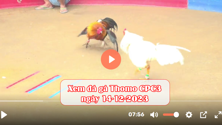 Xem đá gà Thomo CPC3 ngày 14-12-2023