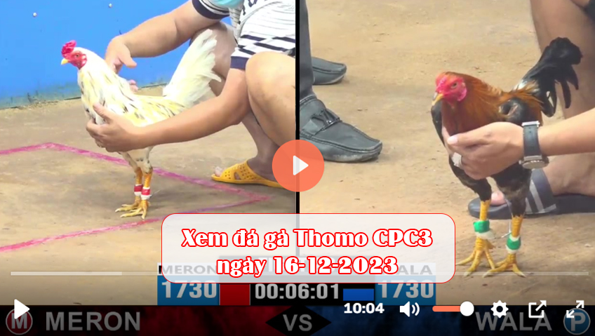 Xem đá gà Thomo CPC3 ngày 16-12-2023