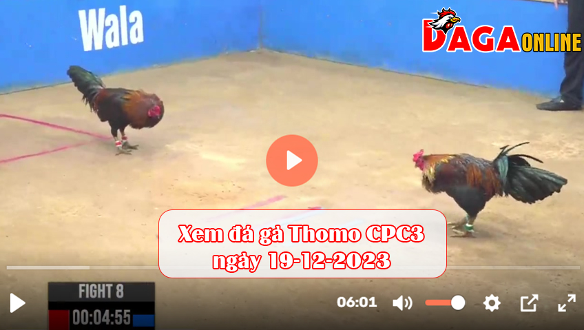 Xem đá gà Thomo CPC3 ngày 19-12-2023