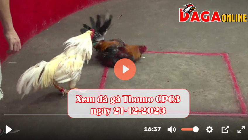 Xem đá gà Thomo CPC3 ngày 21-12-2023