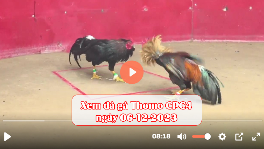 Xem đá gà Thomo CPC4 ngày 06-12-2023