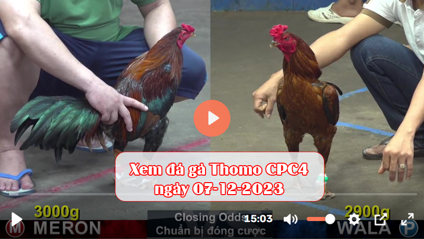 Xem đá gà Thomo CPC4 ngày 07-12-2023