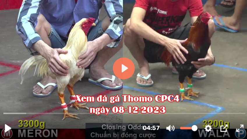 Xem đá gà Thomo CPC4 ngày 08-12-2023