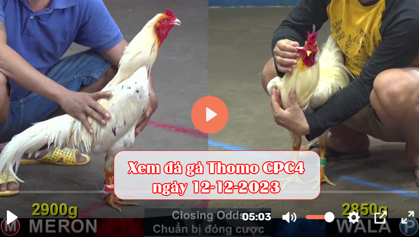 Xem đá gà Thomo CPC4 ngày 12-12-2023